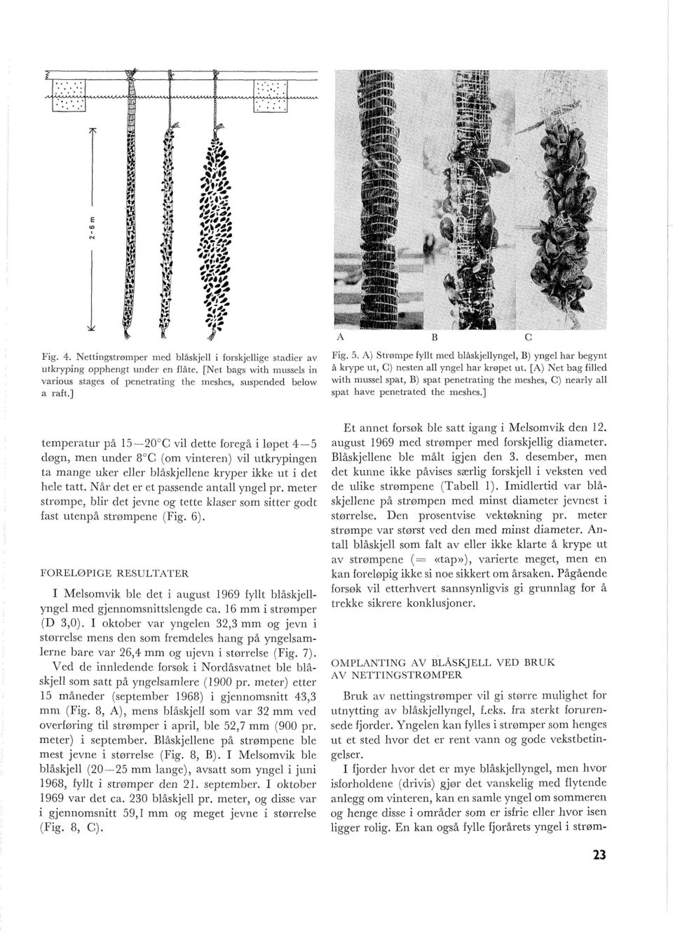 filled various stages of pcnetrating the rneshes, suspcnded below ~6th nl~tssel sllat, B) spat l3enctrating the uleshes, C) nearlo all a raft.] spat havc peiletratecl the meshes.