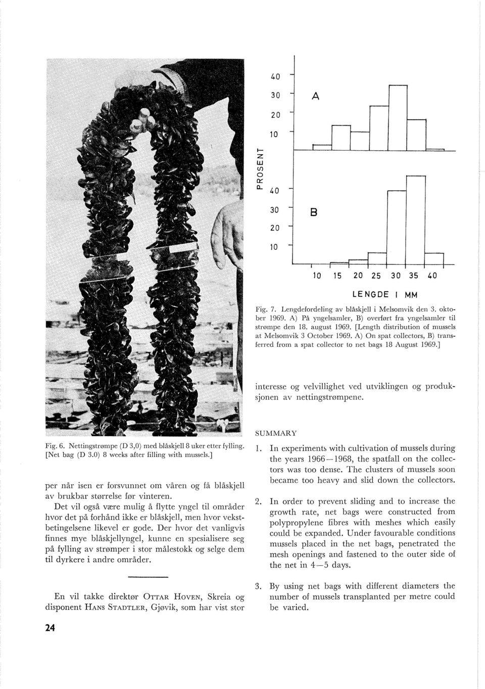 1 interesse og velvillighet ved utviklingen og produksjonen av nettingstrømpene. Fig. 6. Nettiiigstrømpe (D 3,O) med blåskjell 8 uker etter fyllii~g. 1. [Net bag (D 3.