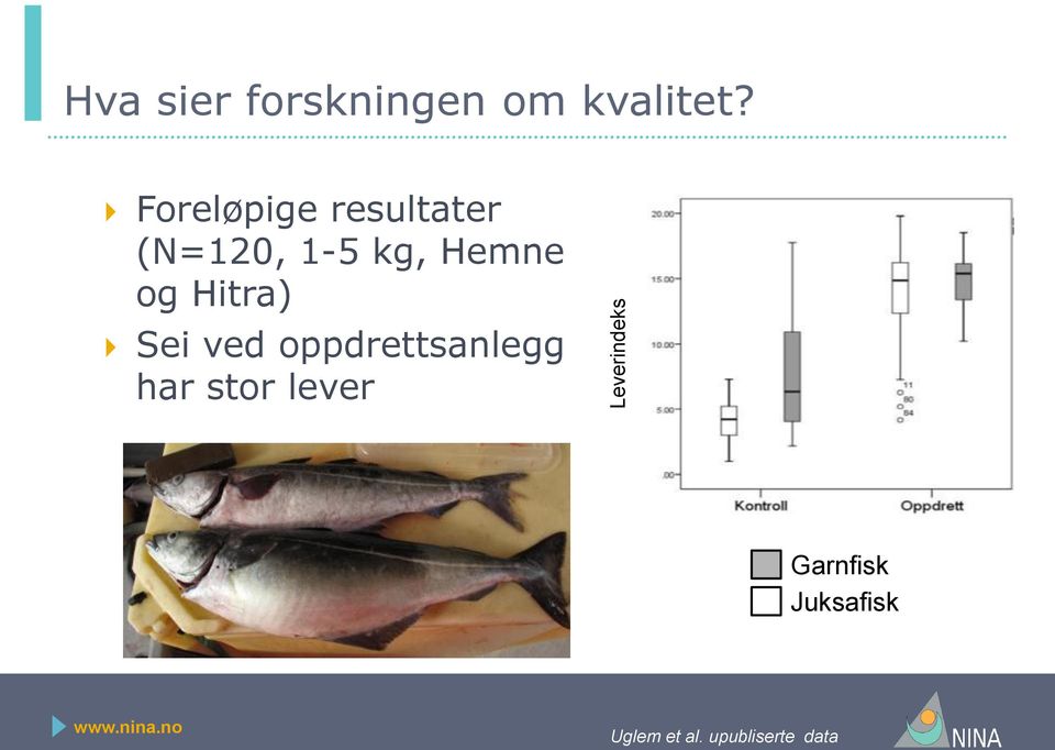 Hitra) Sei ved oppdrettsanlegg har stor lever