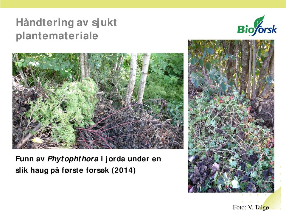 Phytophthora i jorda under en