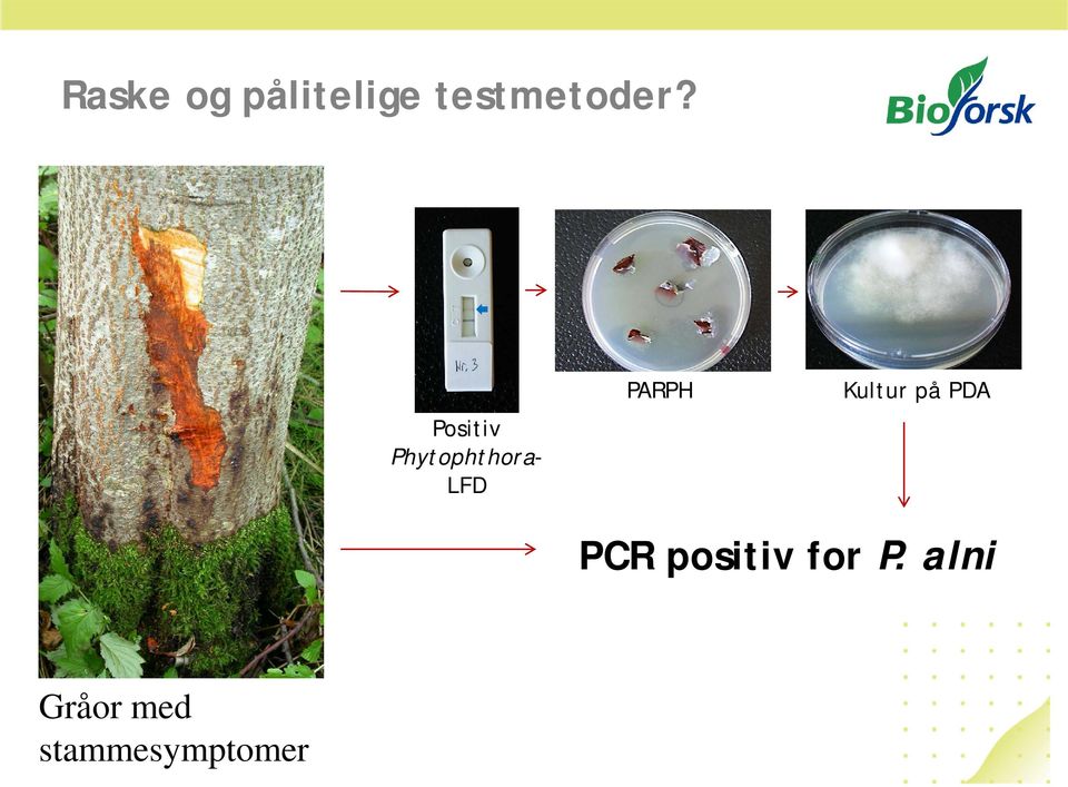 Kultur på PDA PCR positiv for P.