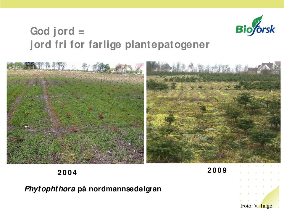 2004 2009 Phytophthora på