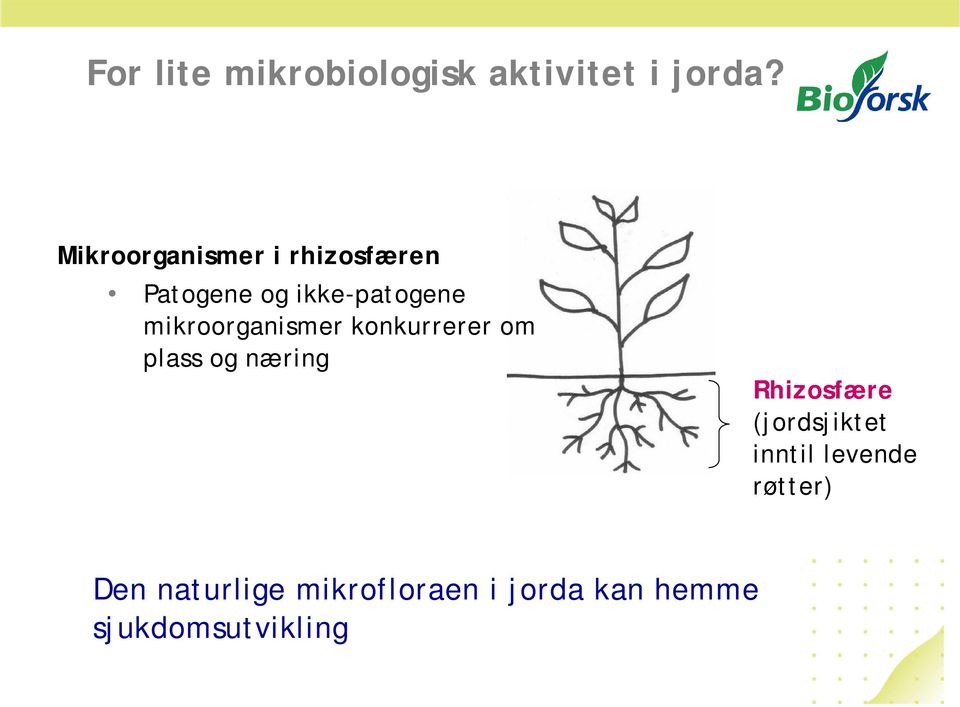 mikroorganismer konkurrerer om plass og næring Rhizosfære