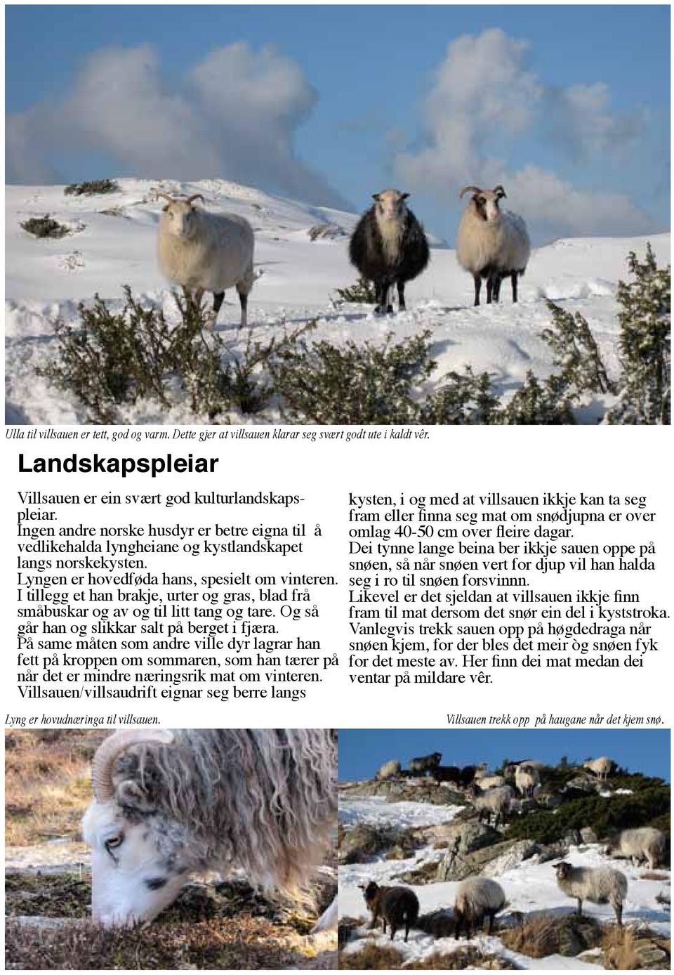 I tillegg et han brakje, urter og gras, blad frå småbuskar og av og til litt tang og tare. Og så går han og slikkar salt på berget i fjæra.