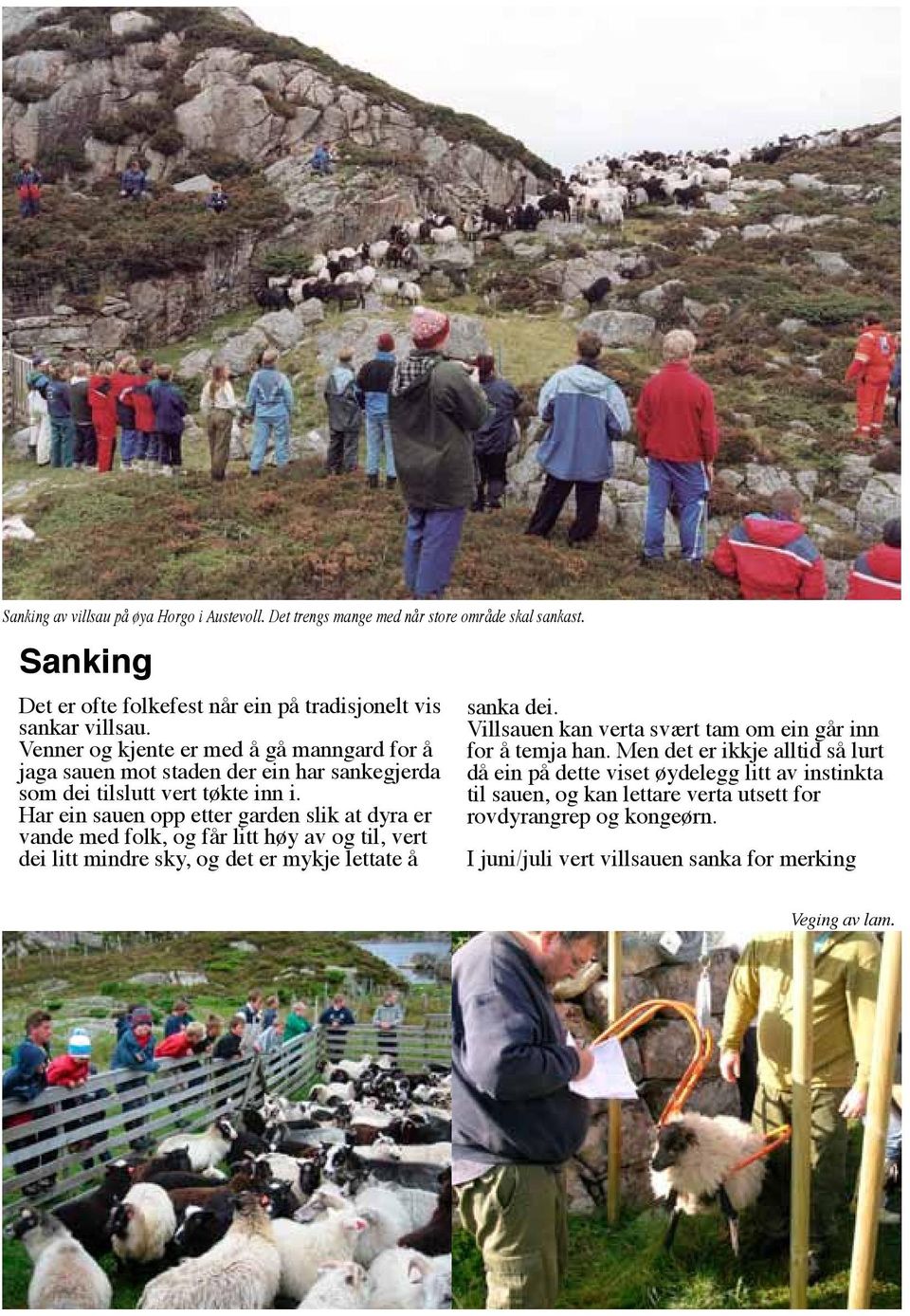 Har ein sauen opp etter garden slik at dyra er vande med folk, og får litt høy av og til, vert dei litt mindre sky, og det er mykje lettate å sanka dei.