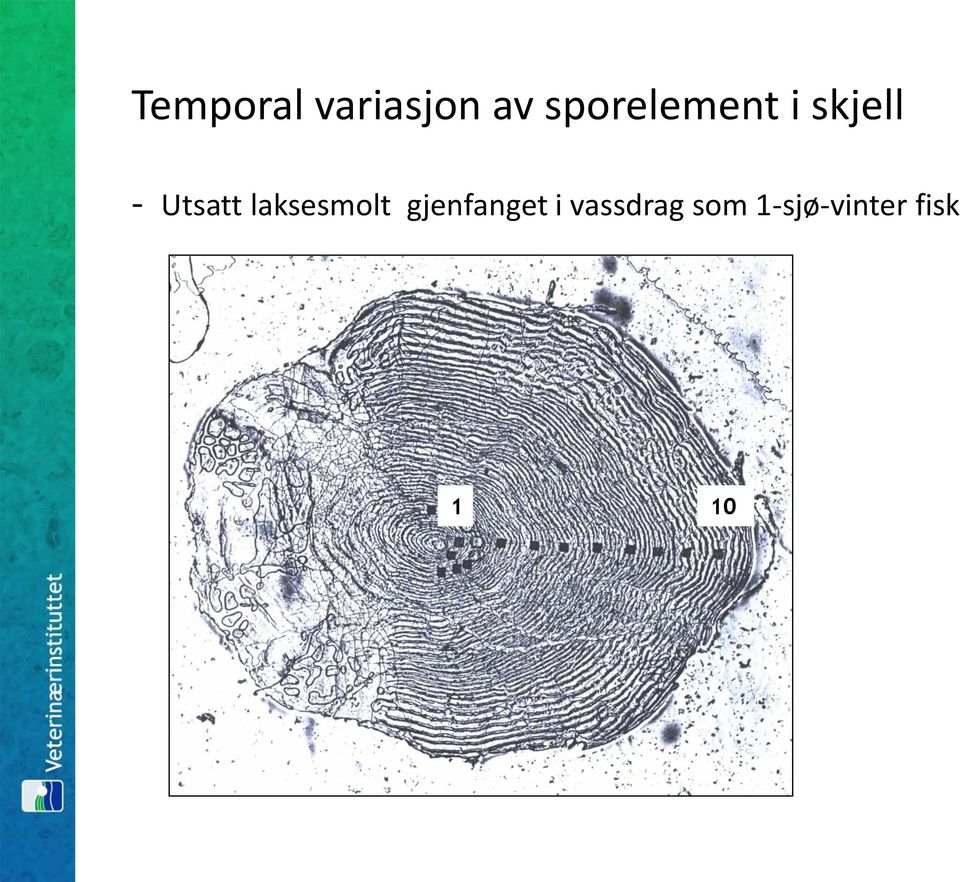 Utsatt laksesmolt