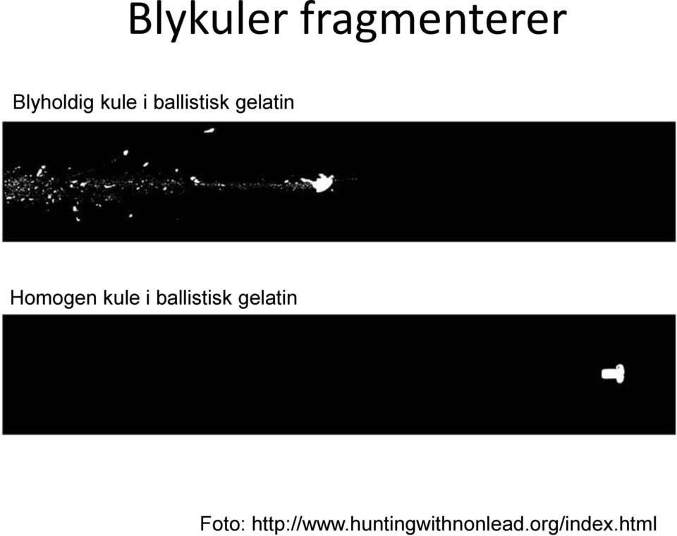 kule i ballistisk gelatin Foto: