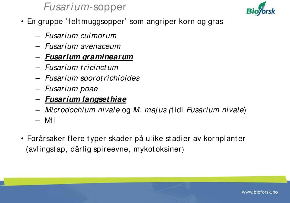 Fusarium poae Fusarium langsethiae Microdochium nivale og M.