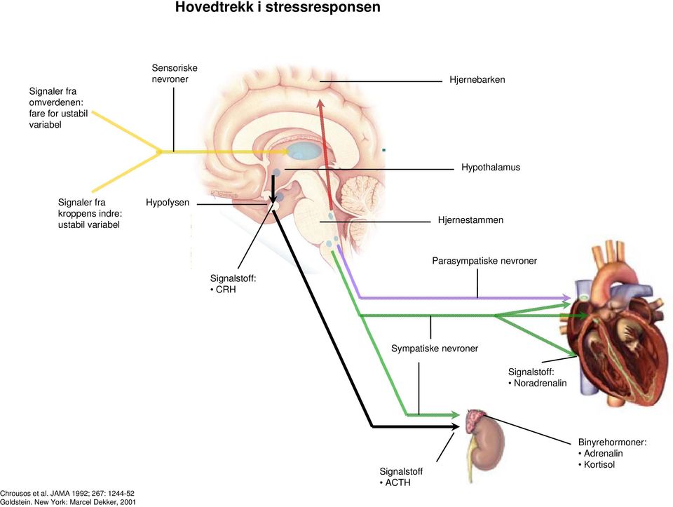 Signalstoff: CRH Parasympatiske nevroner Sympatiske nevroner Signalstoff: Noradrenalin Chrousos et al.