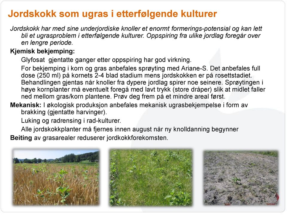 For bekjemping i korn og gras anbefales sprøyting med Ariane-S. Det anbefales full dose (250 ml) på kornets 2-4 blad stadium mens jordskokken er på rosettstadiet.