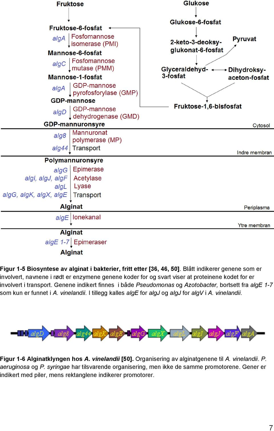 Genene indikert finnes i både Pseudomonas og Azotobacter, bortsett fra alge 1-7 som kun er funnet i A. vinelandii.