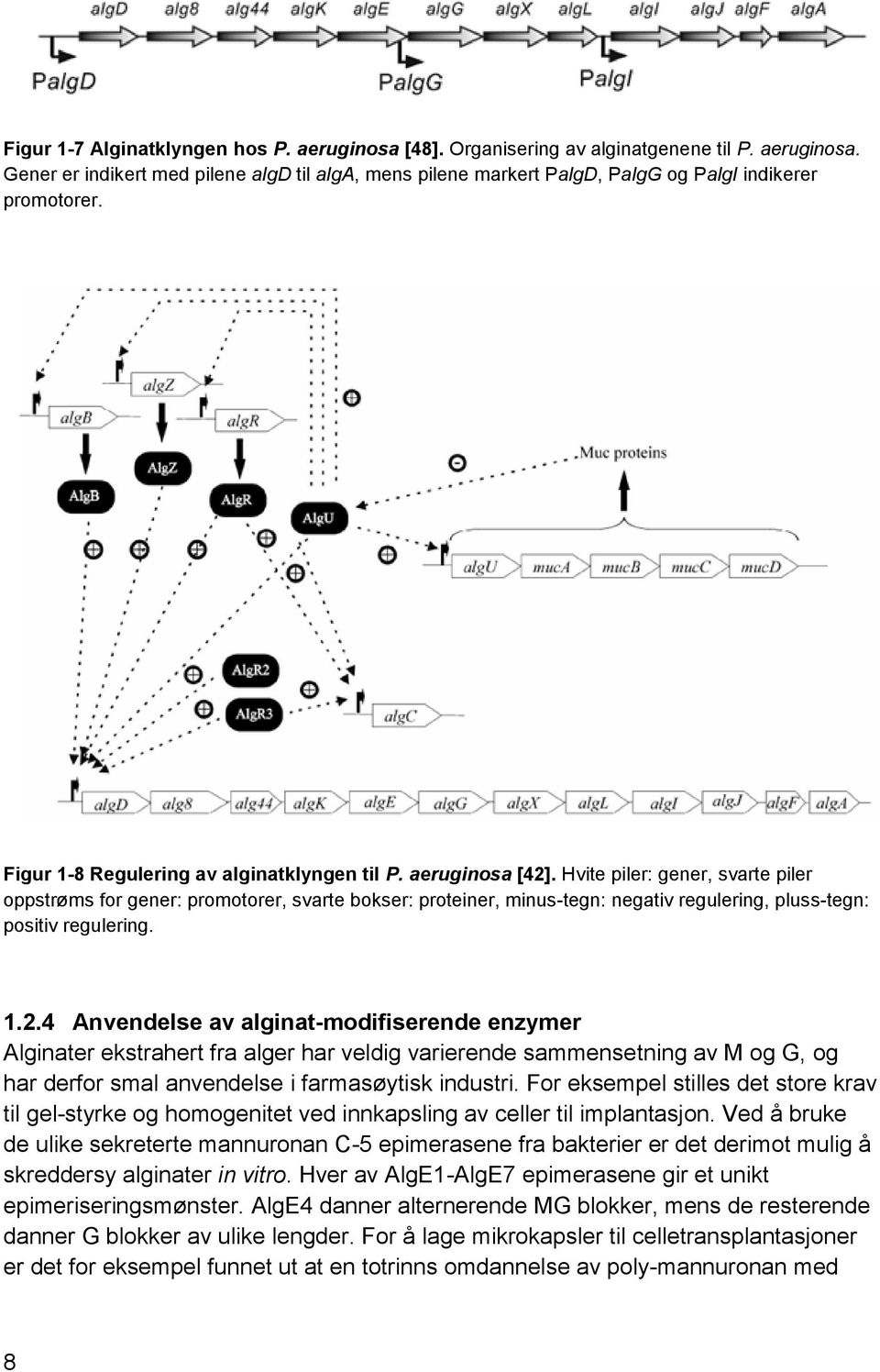 Hvite piler: gener, svarte piler oppstrøms for gener: promotorer, svarte bokser: proteiner, minus-tegn: negativ regulering, pluss-tegn: positiv regulering. 1.2.