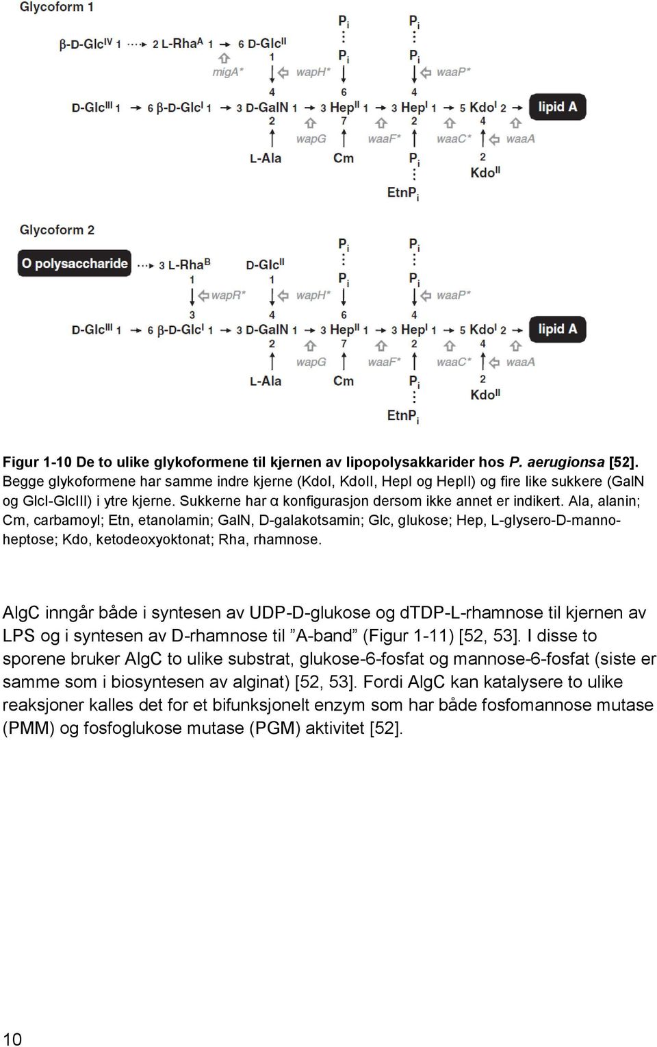 Ala, alanin; Cm, carbamoyl; Etn, etanolamin; GalN, D-galakotsamin; Glc, glukose; Hep, L-glysero-D-mannoheptose; Kdo, ketodeoxyoktonat; Rha, rhamnose.