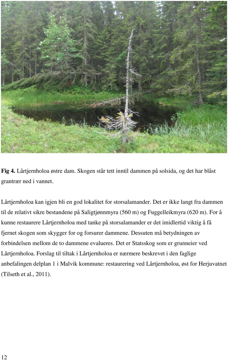 For å kunne restaurere Lårtjernholoa med tanke på storsalamander er det imidlertid viktig å få fjernet skogen som skygger for og forsurer dammene.