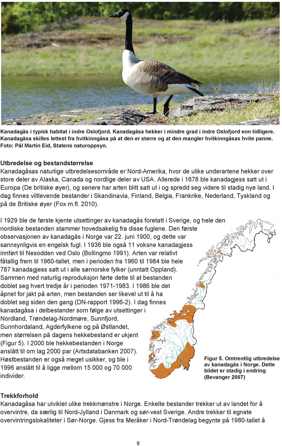 Utbredelse og bestandstørrelse Kanadagåsas naturlige utbredelsesområde er Nord-Amerika, hvor de ulike underartene hekker over store deler av Alaska, Canada og nordlige deler av USA.