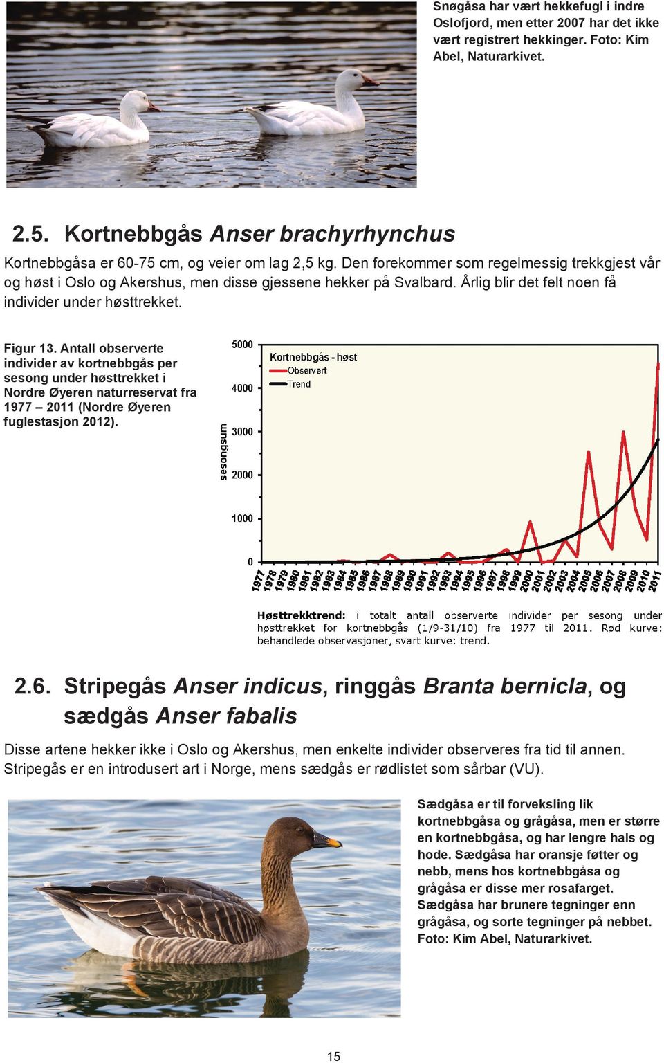 Årlig blir det felt noen få individer under høsttrekket. Figur 13.