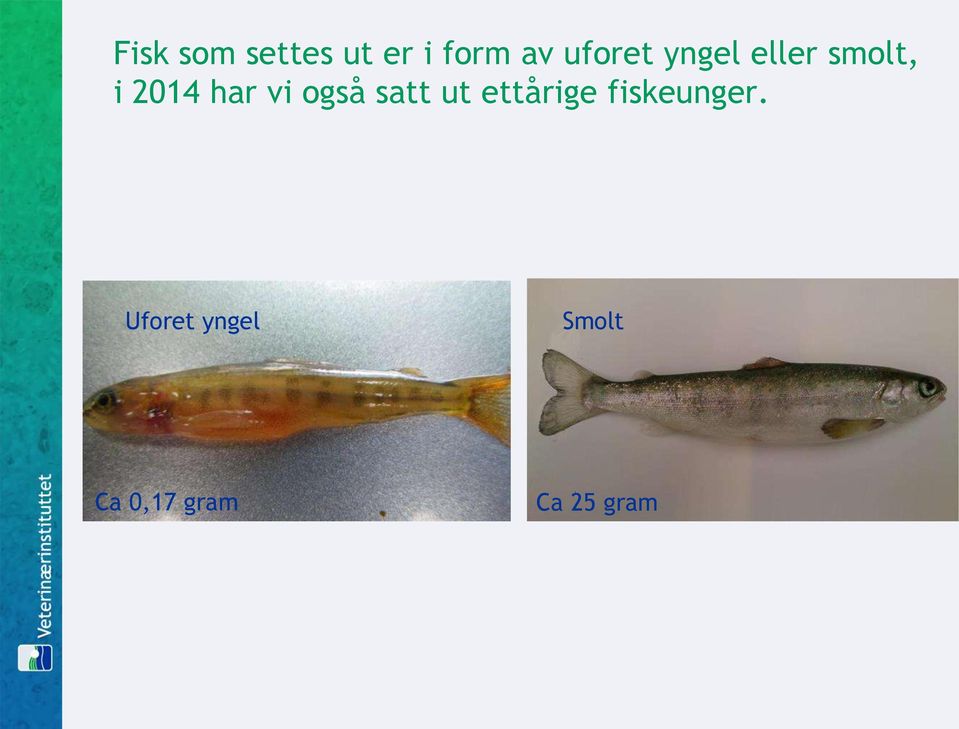 vi også satt ut ettårige fiskeunger.