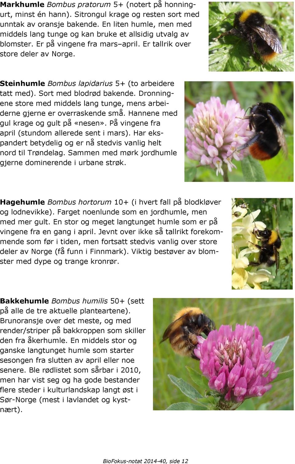 Steinhumle Bombus lapidarius 5+ (to arbeidere tatt med). Sort med blodrød bakende. Dronningene store med middels lang tunge, mens arbeiderne gjerne er overraskende små.