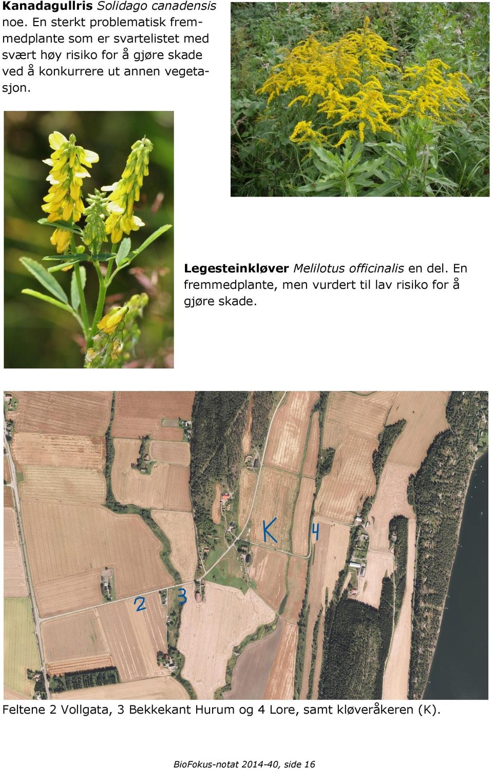 ved å konkurrere ut annen vegetasjon. Legesteinkløver Melilotus officinalis en del.