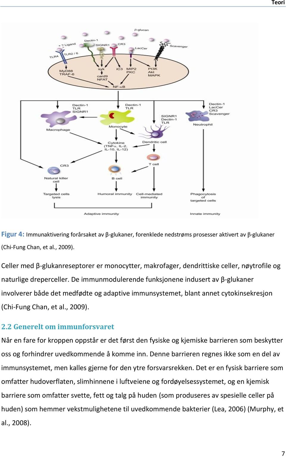 De immunmodulerende funksjonene indusert av β-glukaner involverer både det medfødte og adaptive immunsystemet, blant annet cytokinsekresjon (Chi-Fung Chan, et al., 20