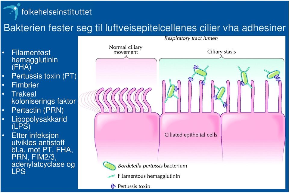 koloniserings faktor Pertactin (PRN) Lipopolysakkarid (LPS) Etter