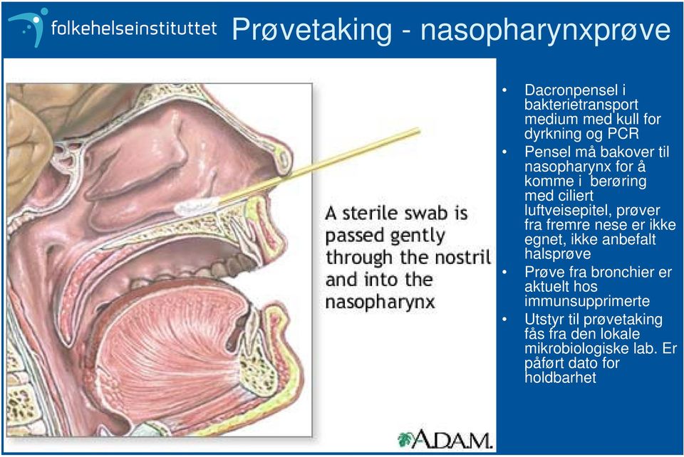 fra fremre nese er ikke egnet, ikke anbefalt halsprøve Prøve fra bronchier er aktuelt hos
