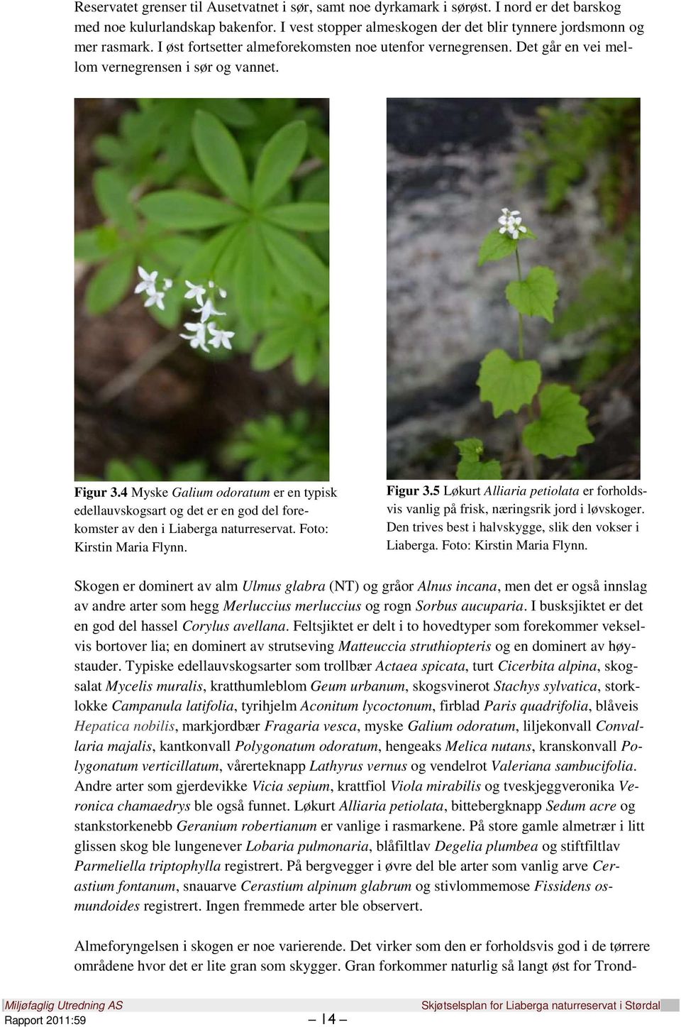 4 Myske Galium odoratum er en typisk edellauvskogsart og det er en god del forekomster av den i Liaberga naturreservat. Foto: Kirstin Maria Flynn. Figur 3.