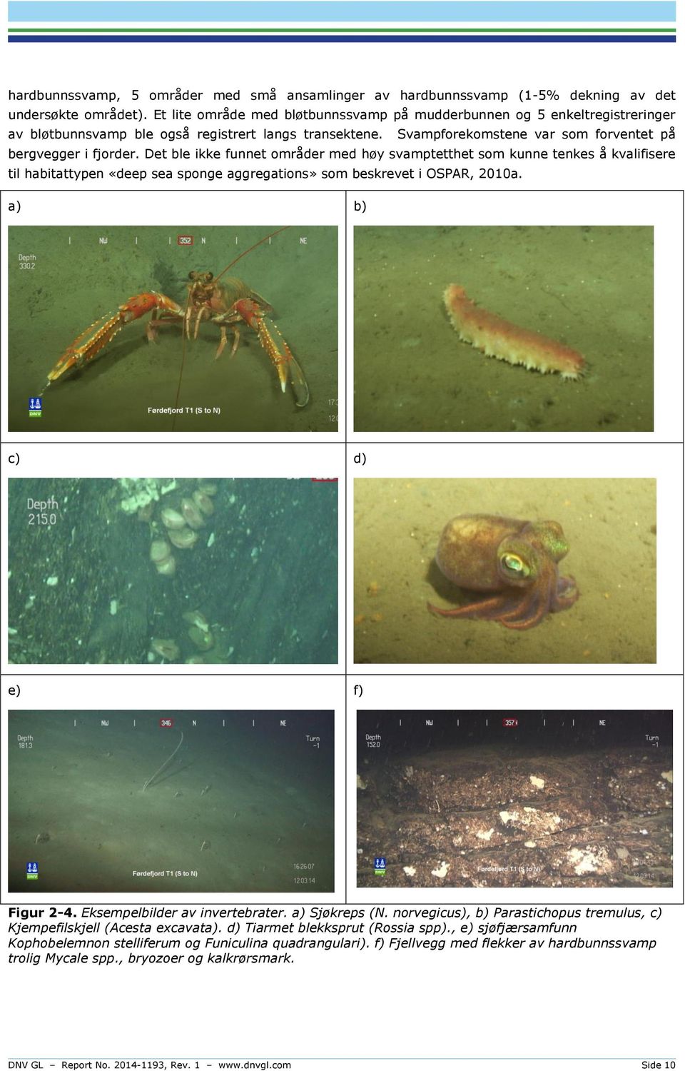 Det ble ikke funnet områder med høy svamptetthet som kunne tenkes å kvalifisere til habitattypen «deep sea sponge aggregations» som beskrevet i OSPAR, 2010a. a) b) c) d) e) f) Figur 2-4.