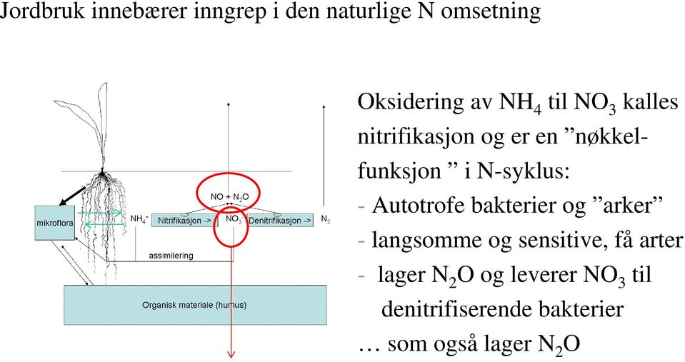 Autotrofe bakterier og arker - langsomme og sensitive, få arter - lager