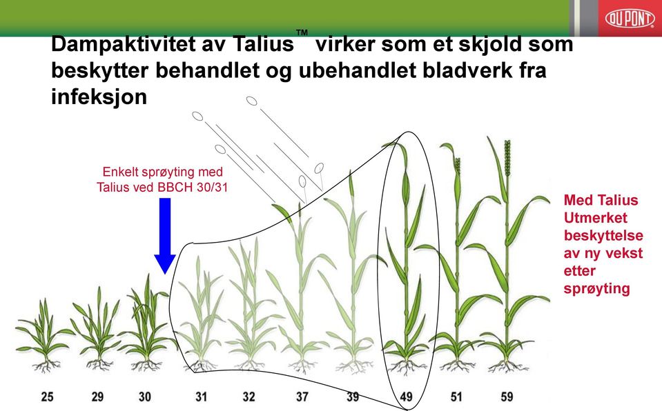 infeksjon Enkelt sprøyting med Talius ved BBCH