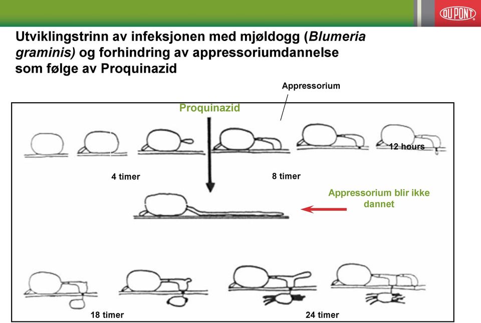 følge av Proquinazid Proquinazid Appressorium 12 hours 4