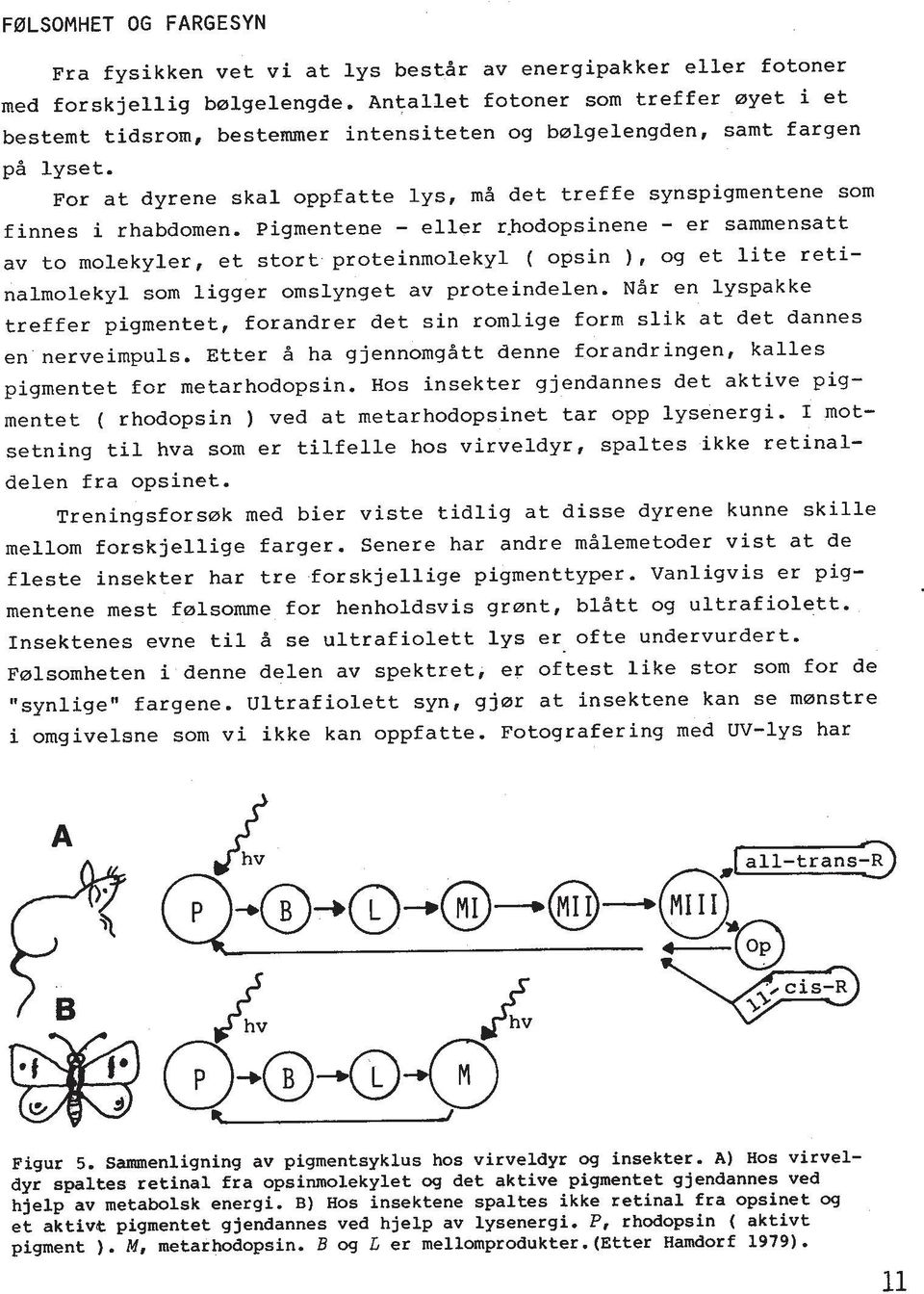 For at dyrene skal oppfatte lys, md det treffe synspigmentene sorn finnes i rhabdomen.