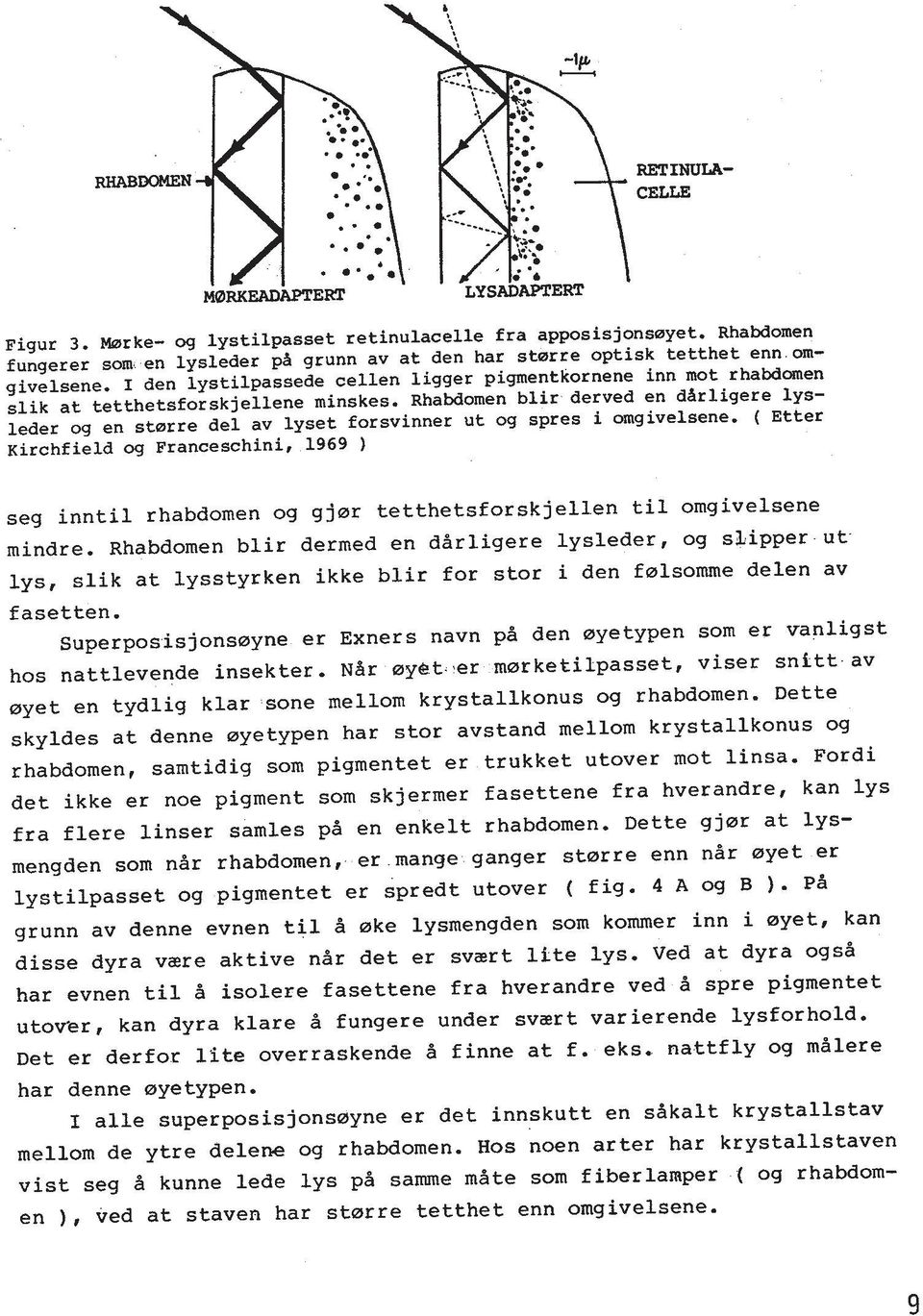 Rhabdomen blir derved en darligere lysleder og en storre del av lyset forsvinner ut og spres i omgivelsene.