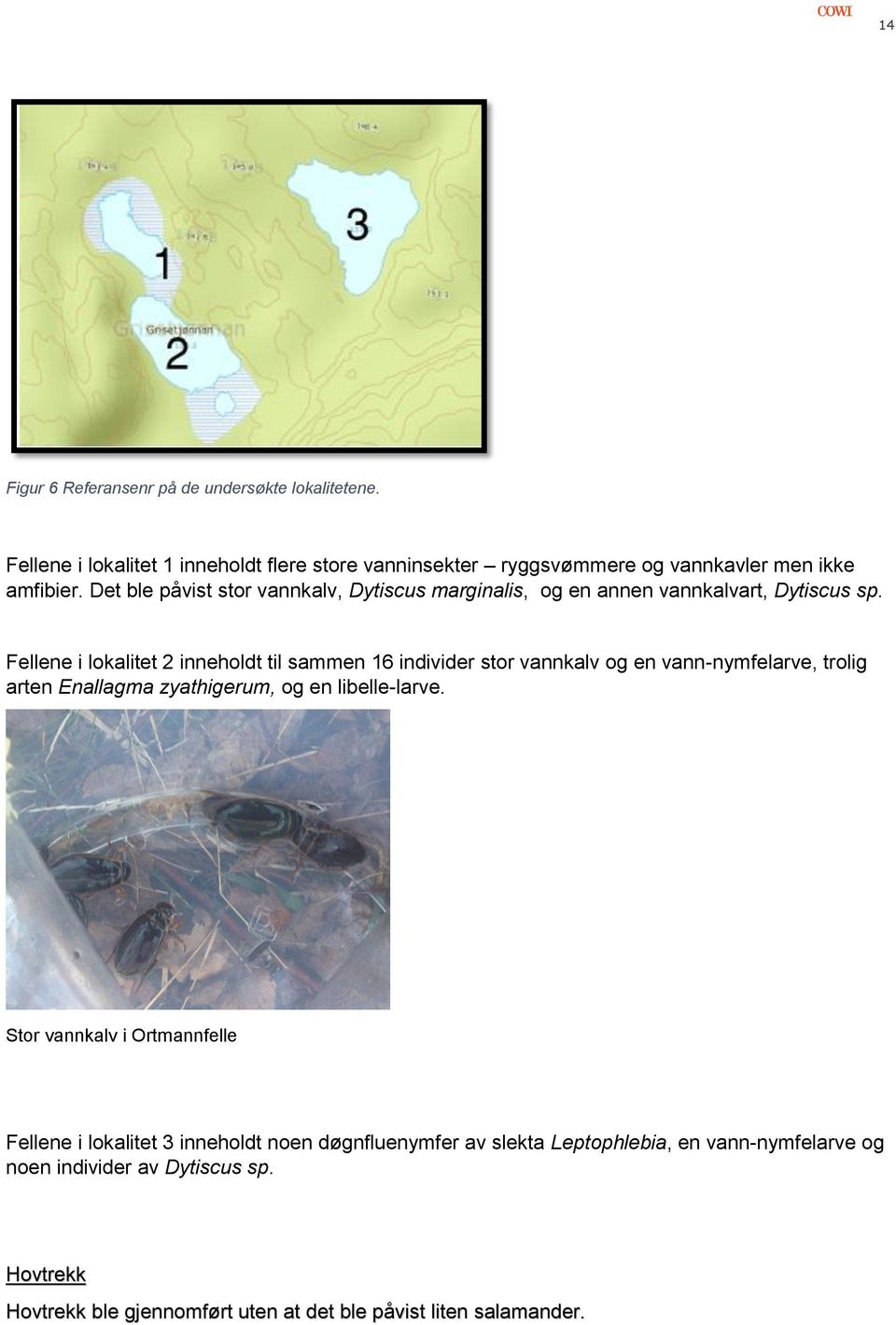 Fellene i lokalitet 2 inneholdt til sammen 16 individer stor vannkalv og en vann-nymfelarve, trolig arten Enallagma zyathigerum, og en libelle-larve.