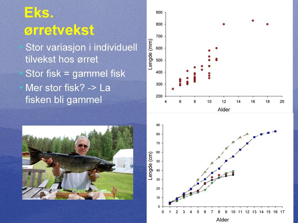 -> La fisken bli gammel Lengde (mm) 600 500 400 300 200 4 6 8 10 12 14