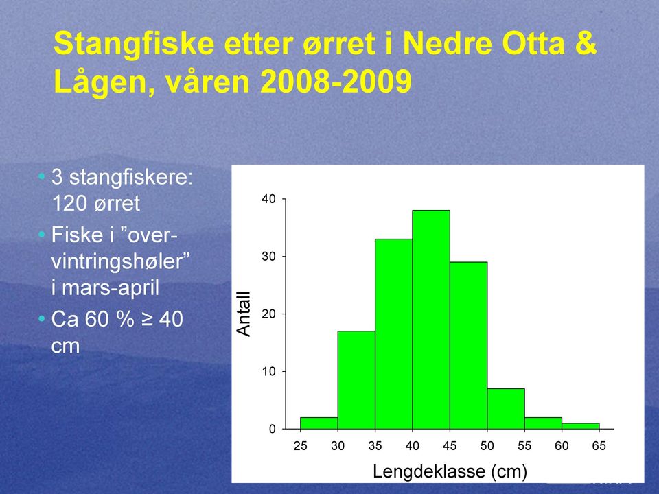 overvintringshøler i mars-april Ca 60 % 40 cm