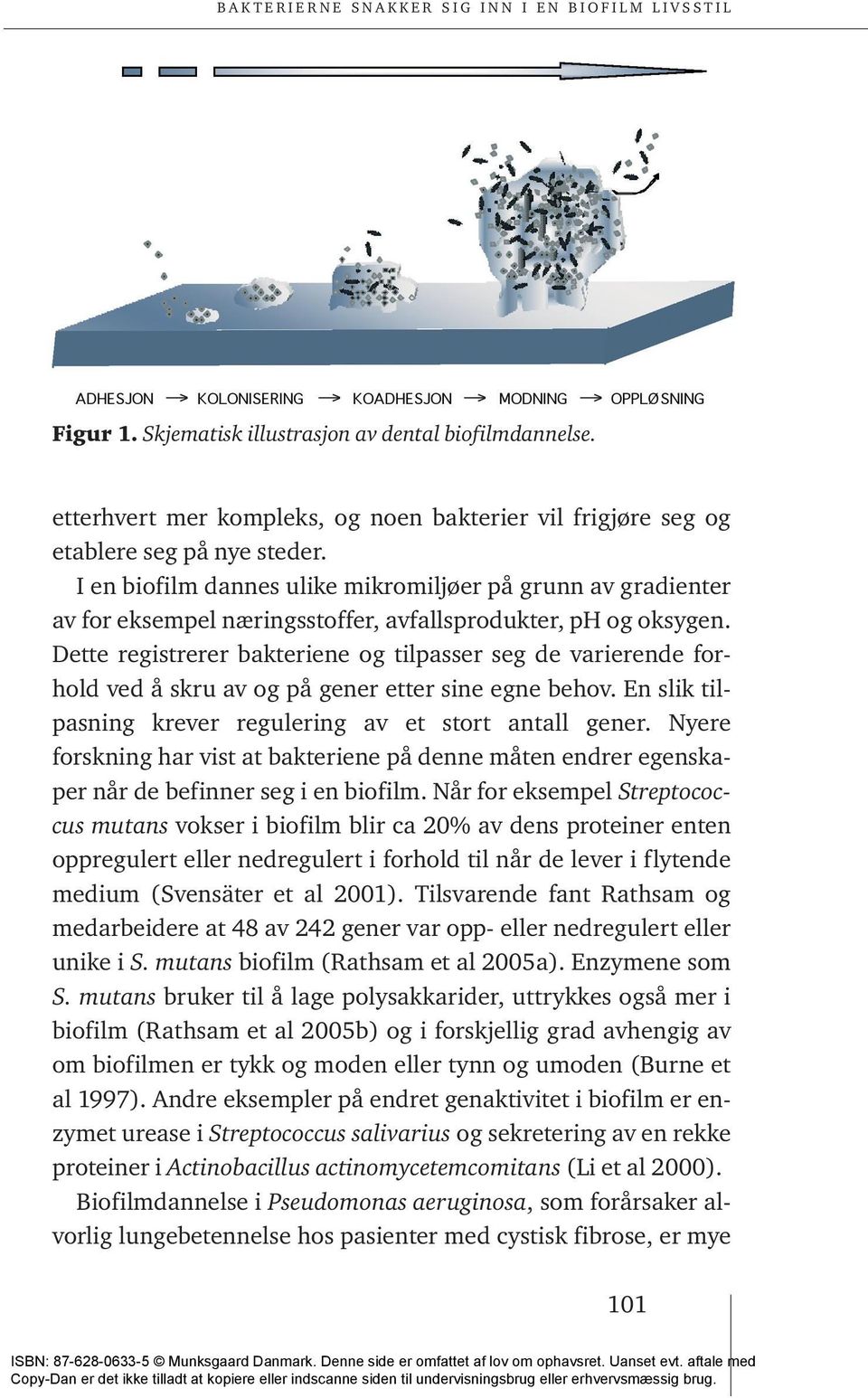 Dette registrerer bakteriene og tilpasser seg de varierende forhold ved å skru av og på gener etter sine egne behov. En slik tilpasning krever regulering av et stort antall gener.