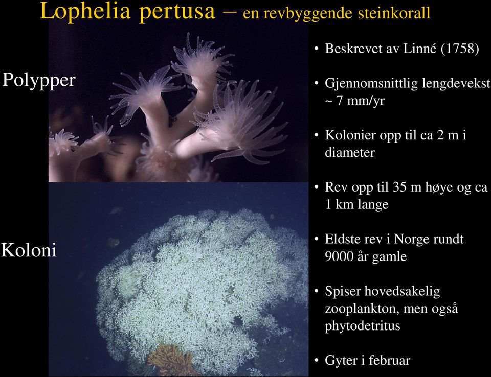 diameter Rev opp til 35 m høye og ca 1 km lange Koloni Eldste rev i Norge