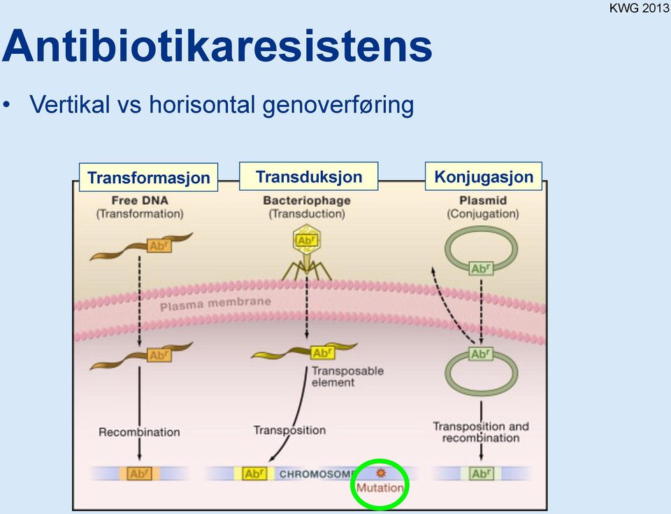 genoverføring