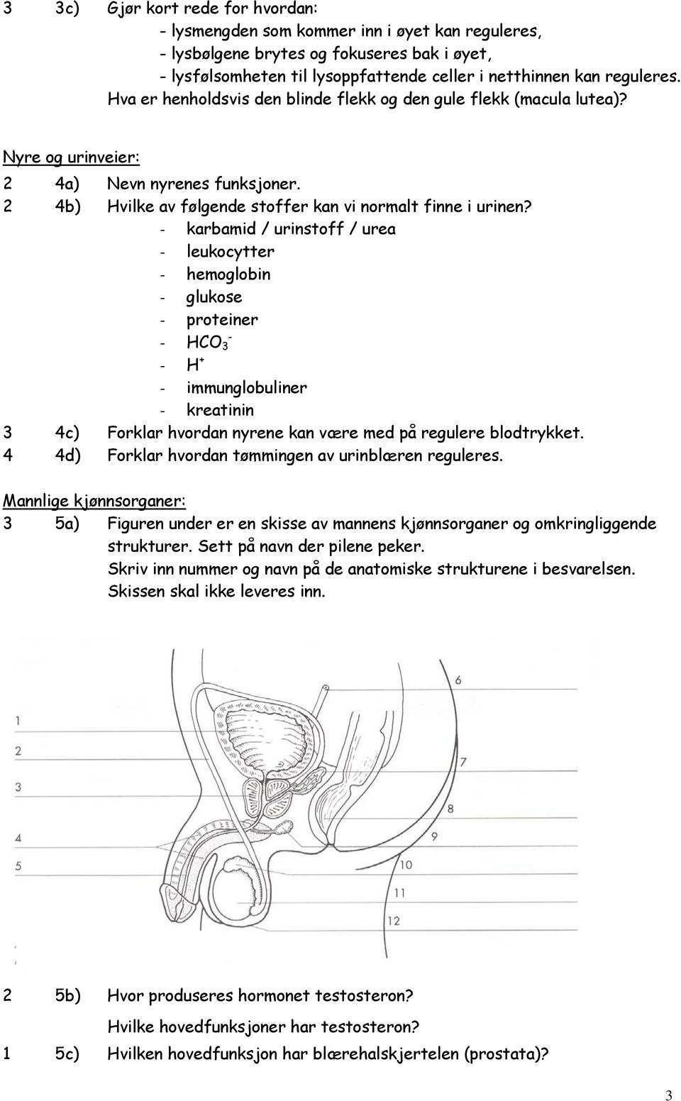 - karbamid / urinstoff / urea - leukocytter - hemoglobin - glukose - proteiner - - HCO 3 - H + - immunglobuliner - kreatinin 3 4c) Forklar hvordan nyrene kan være med på regulere blodtrykket.