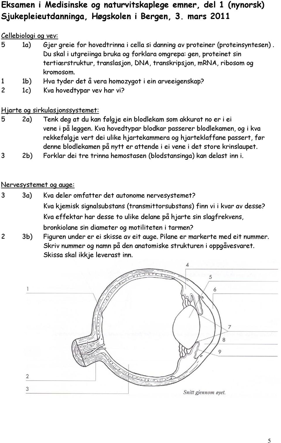 Du skal i utgreiinga bruka og forklara omgrepa: gen, proteinet sin tertiærstruktur, translasjon, DNA, transkripsjon, mrna, ribosom og kromosom.