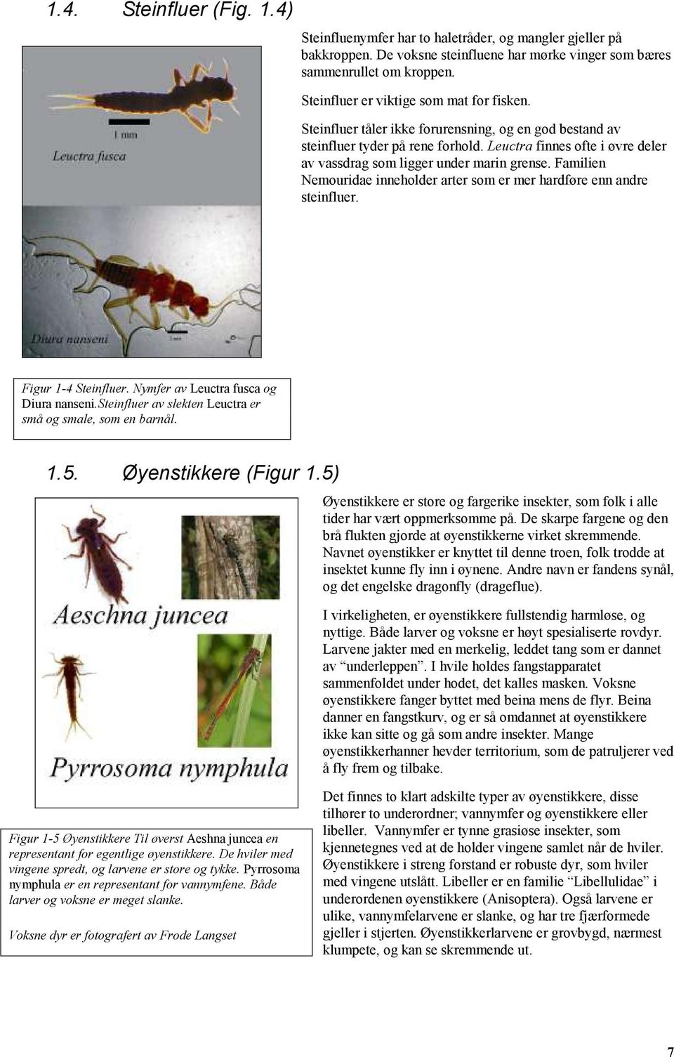 Leuctra finnes ofte i øvre deler av vassdrag som ligger under marin grense. Familien Nemouridae inneholder arter som er mer hardføre enn andre steinfluer. Figur 1-4 Steinfluer.