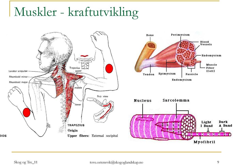 Skog og Tre_11