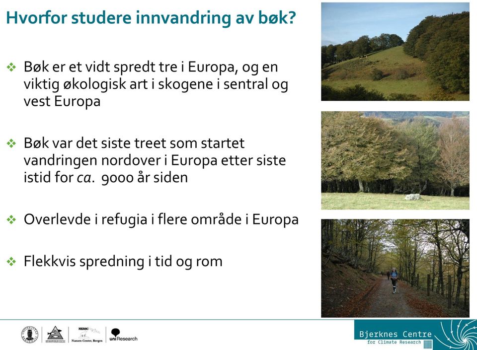 sentral og vest Europa Bøk var det siste treet som startet vandringen nordover