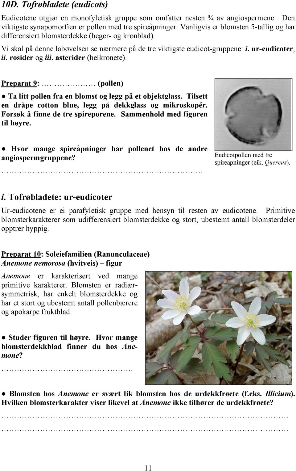 rosider og iii. asterider (helkronete). Preparat 9: (pollen) Ta litt pollen fra en blomst og legg på et objektglass. Tilsett en dråpe cotton blue, legg på dekkglass og mikroskopér.