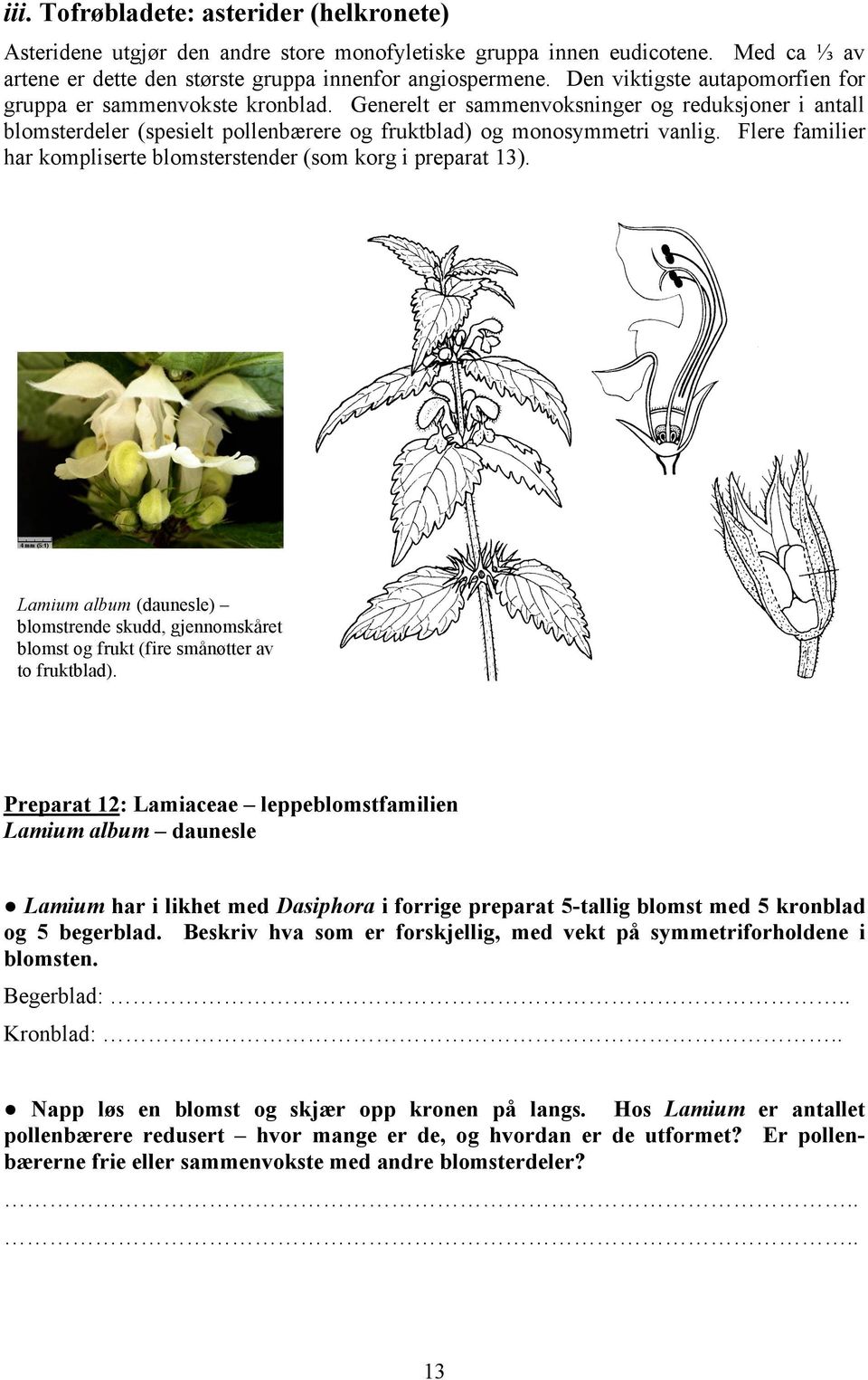 Flere familier har kompliserte blomsterstender (som korg i preparat 13). Lamium album (daunesle) blomstrende skudd, gjennomskåret blomst og frukt (fire smånøtter av to fruktblad).