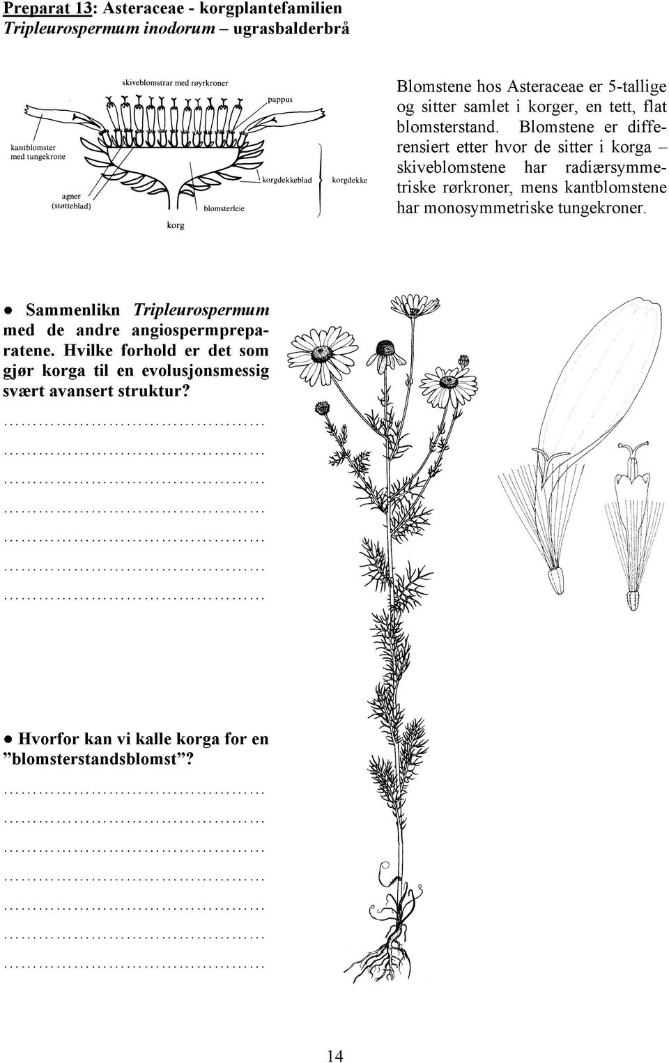 Blomstene er differensiert etter hvor de sitter i korga skiveblomstene har radiærsymmetriske rørkroner, mens kantblomstene har