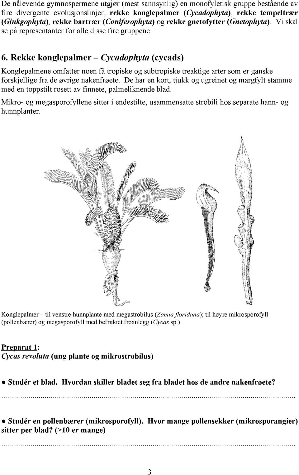 Rekke konglepalmer Cycadophyta (cycads) Konglepalmene omfatter noen få tropiske og subtropiske treaktige arter som er ganske forskjellige fra de øvrige nakenfrøete.