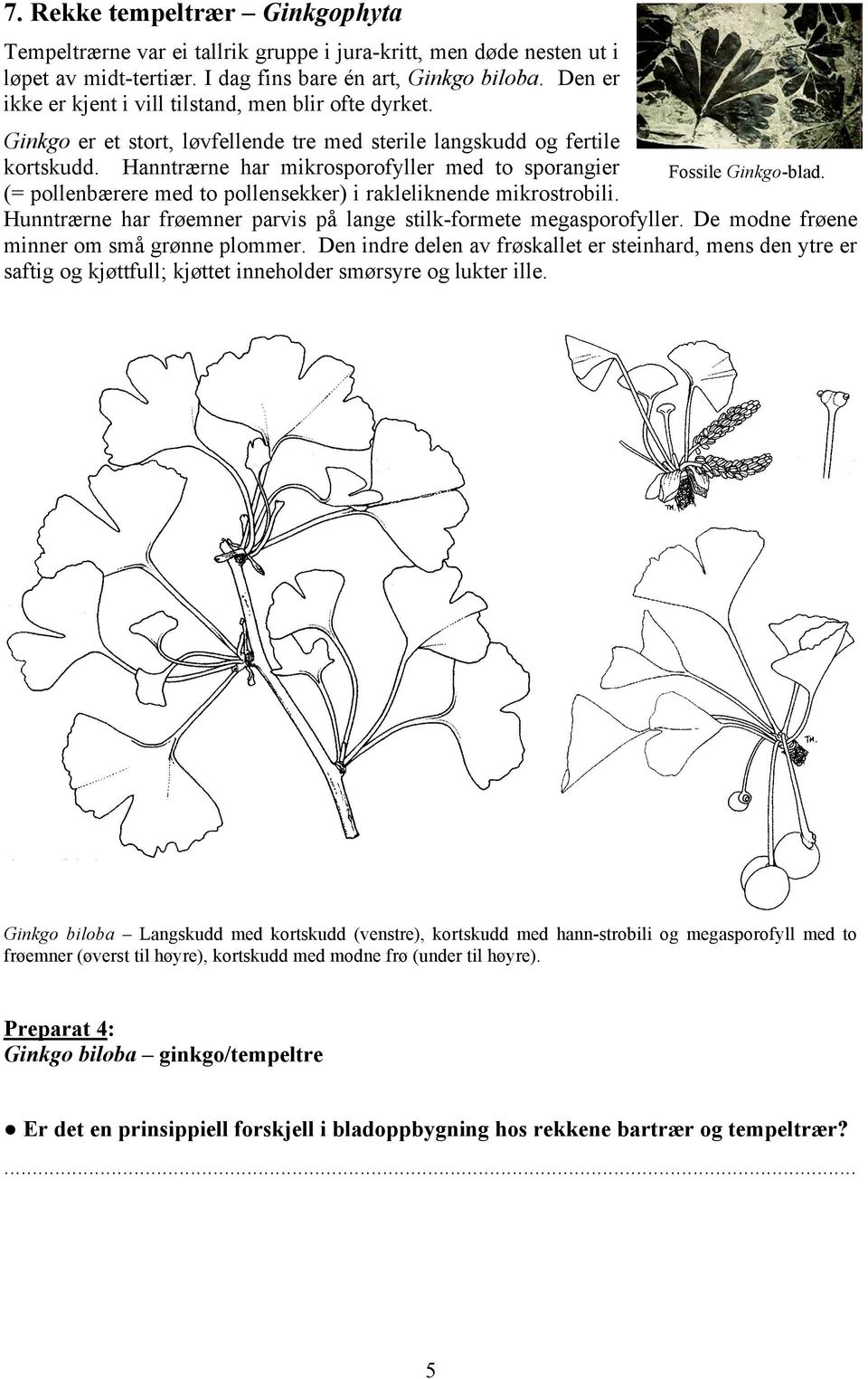 Hanntrærne har mikrosporofyller med to sporangier Fossile Ginkgo-blad. (= pollenbærere med to pollensekker) i rakleliknende mikrostrobili.