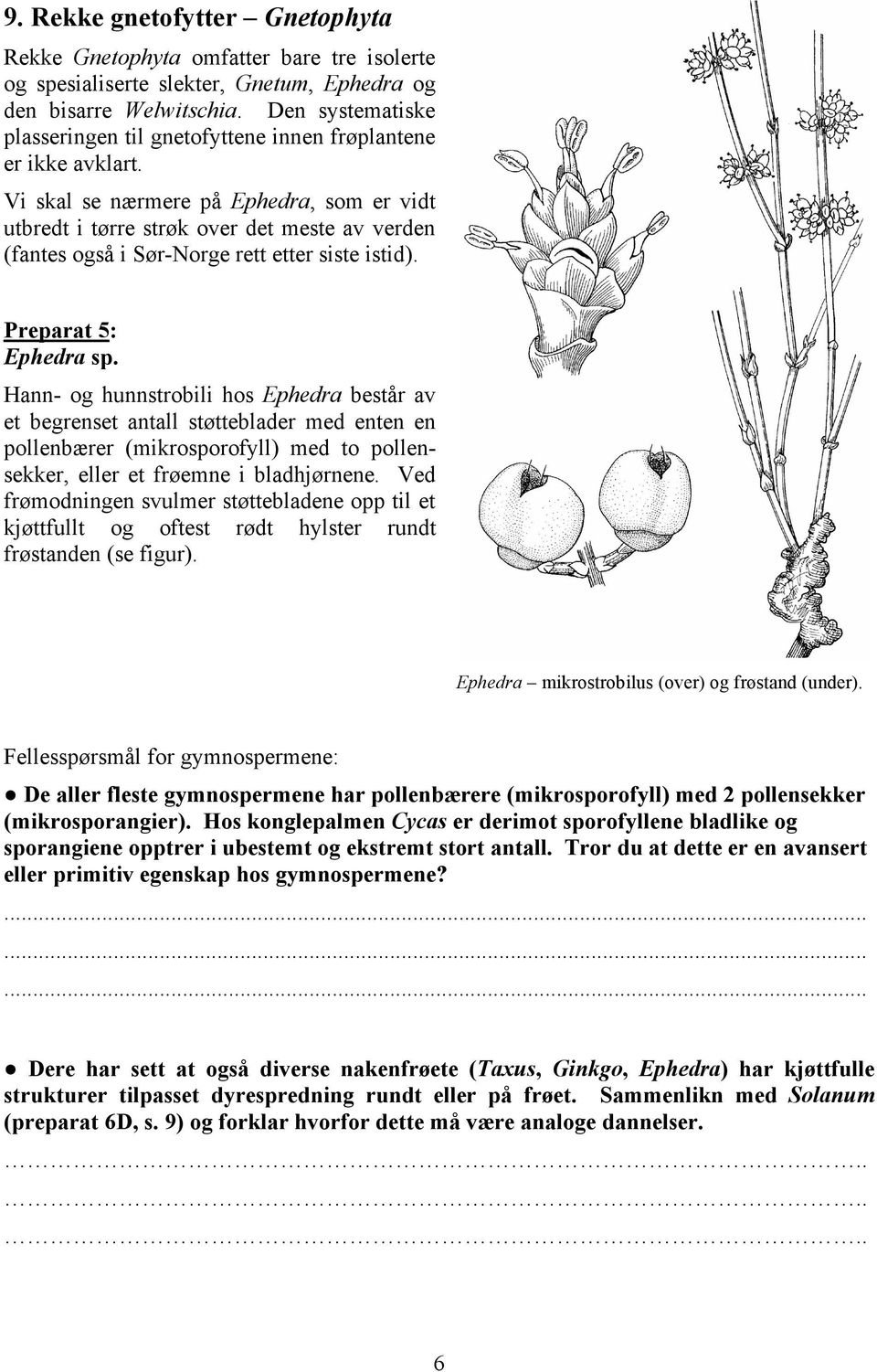 Vi skal se nærmere på Ephedra, som er vidt utbredt i tørre strøk over det meste av verden (fantes også i Sør-Norge rett etter siste istid). Preparat 5: Ephedra sp.